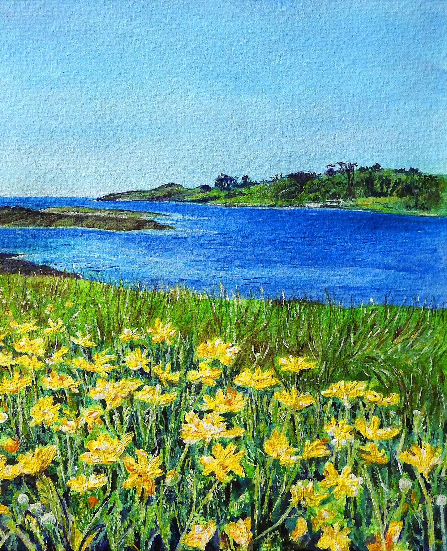'Golden' Seascape Greeting Card – Marguerite Daisies