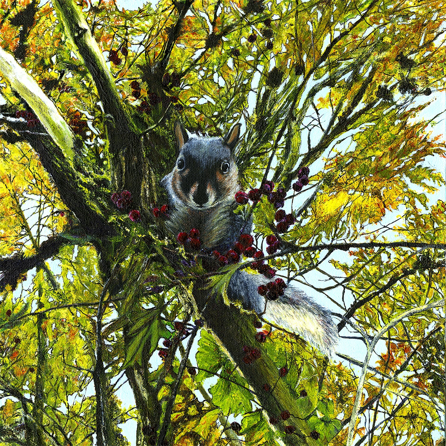 Squirrel on a branch with berries in a hawthorn tree