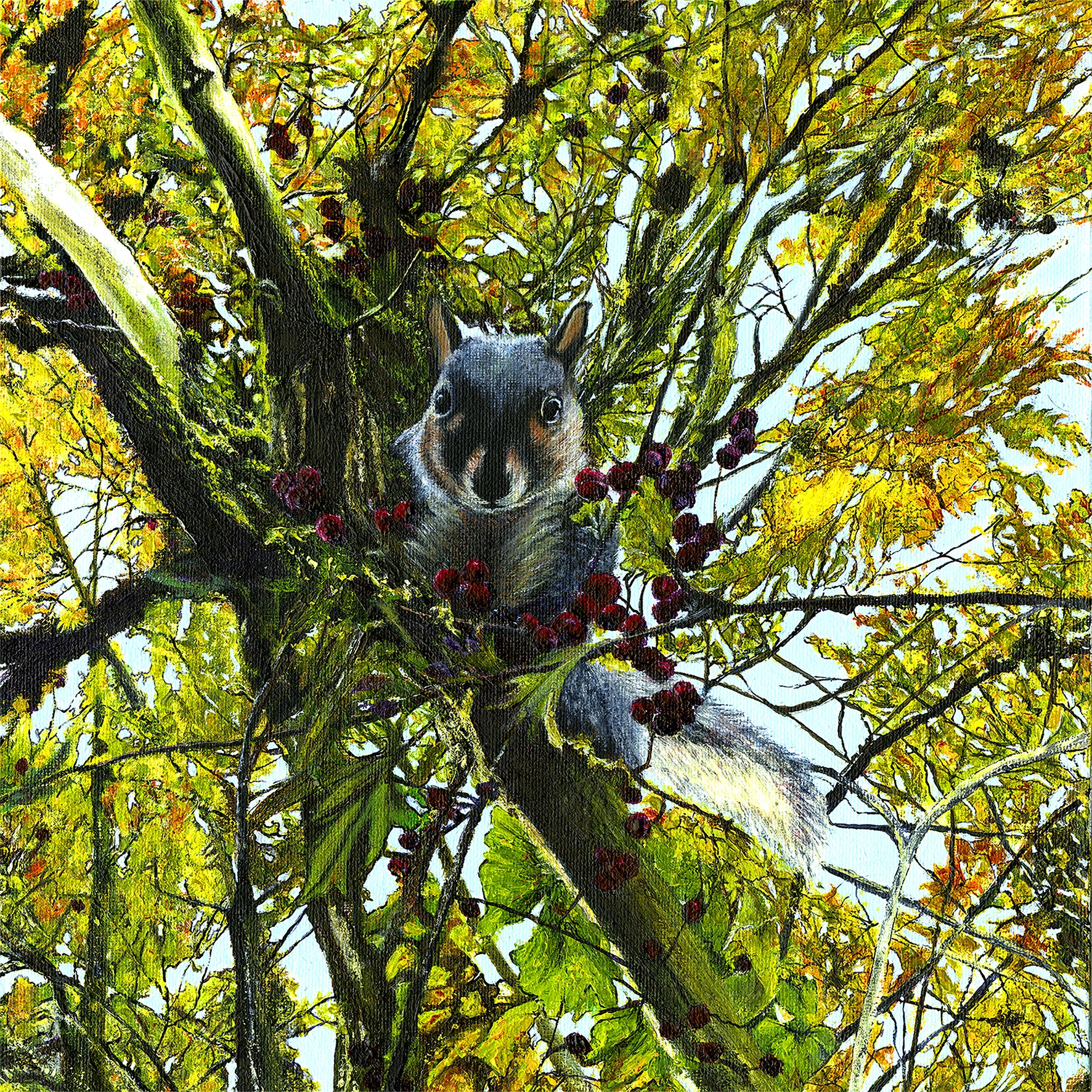 Squirrel on a branch with berries in a hawthorn tree