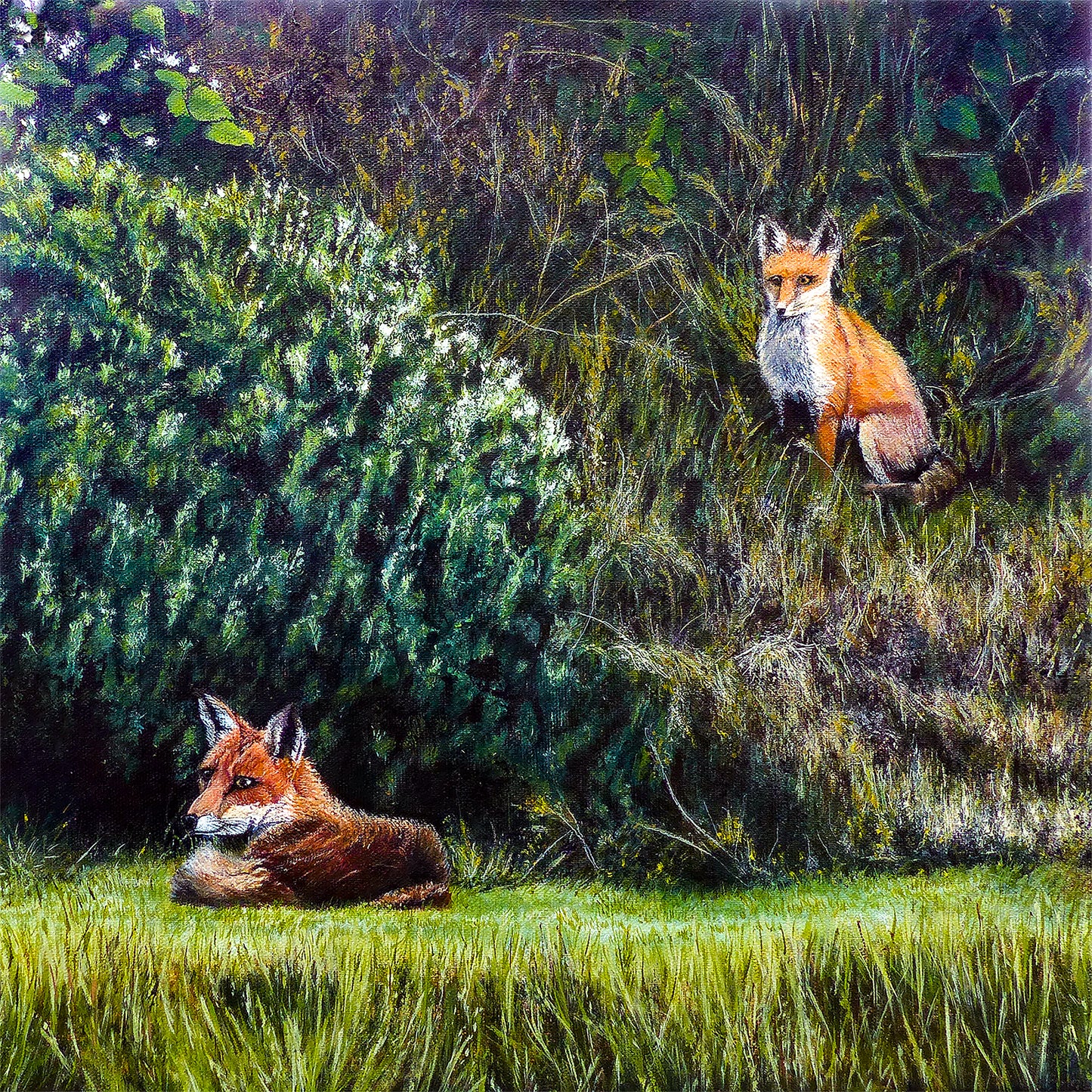'Where she once lay' Foxes Greeting Card